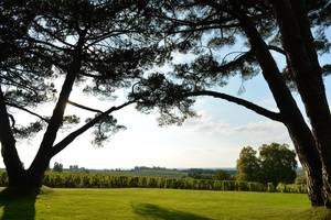 Château d'Yquem - paysage